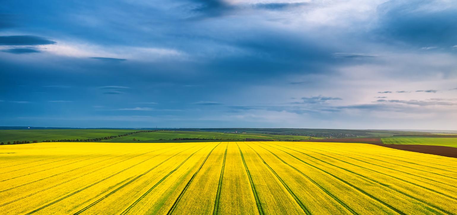 yellow field with blue sky