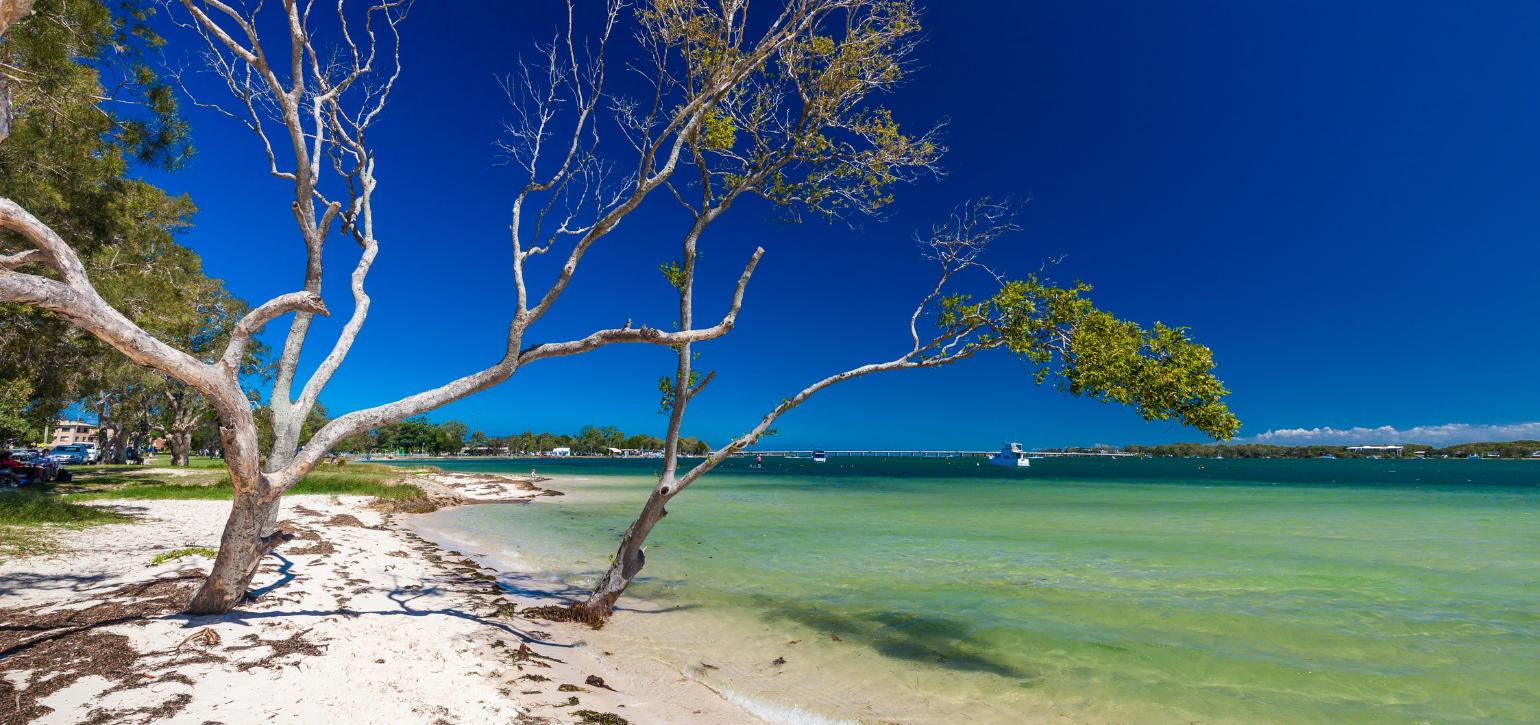 white sand beach with tree and sea shore