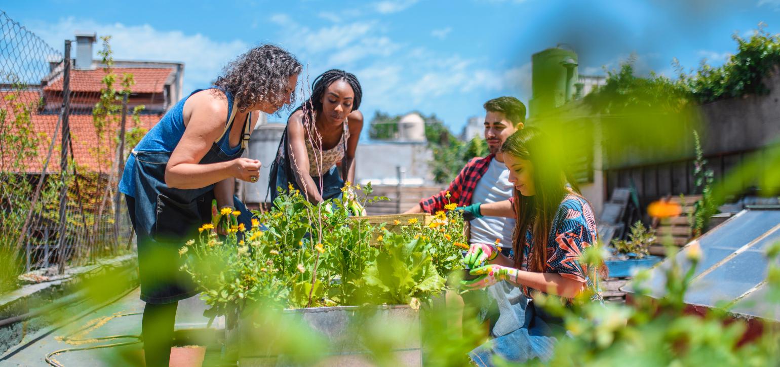 rooftop community gardeners