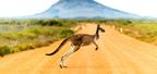 kangaroo running across an outback road
