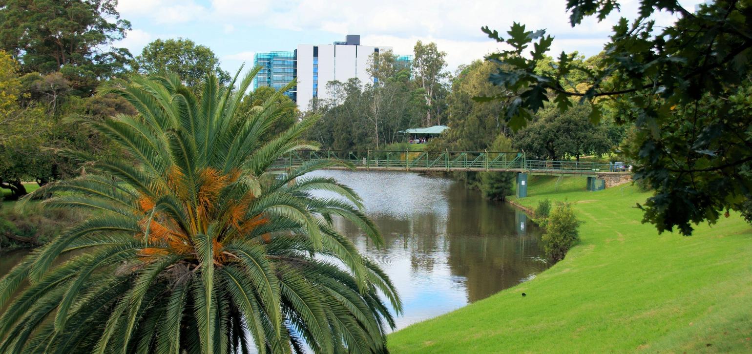 parramatta river with grass trees and buildings