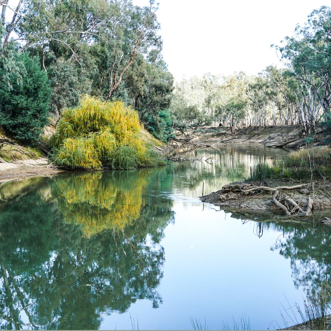 river bed with trees