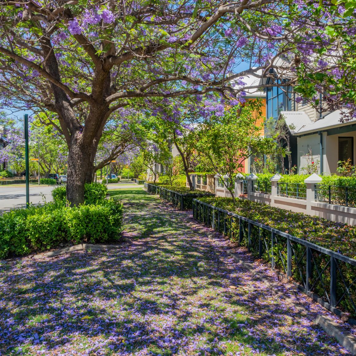 Jacaranda trees on a suburban street