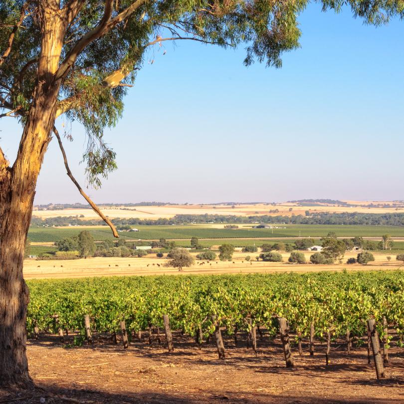 Barossa - Yorke - Mid North