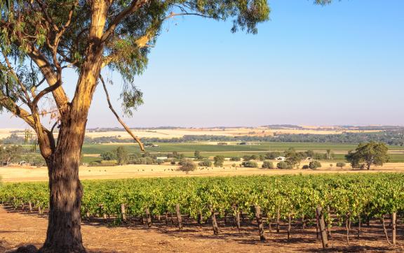Barossa - Yorke - Mid North