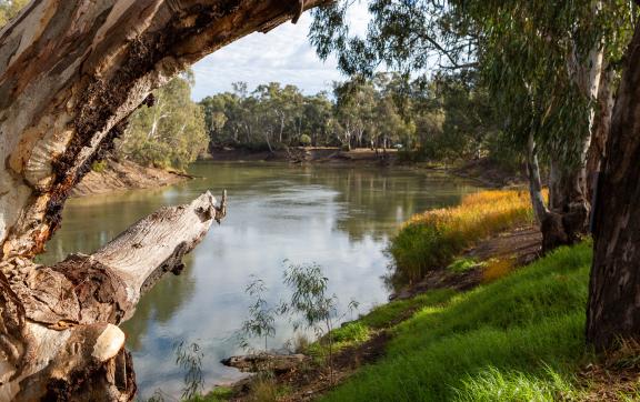Riverina-Murray region