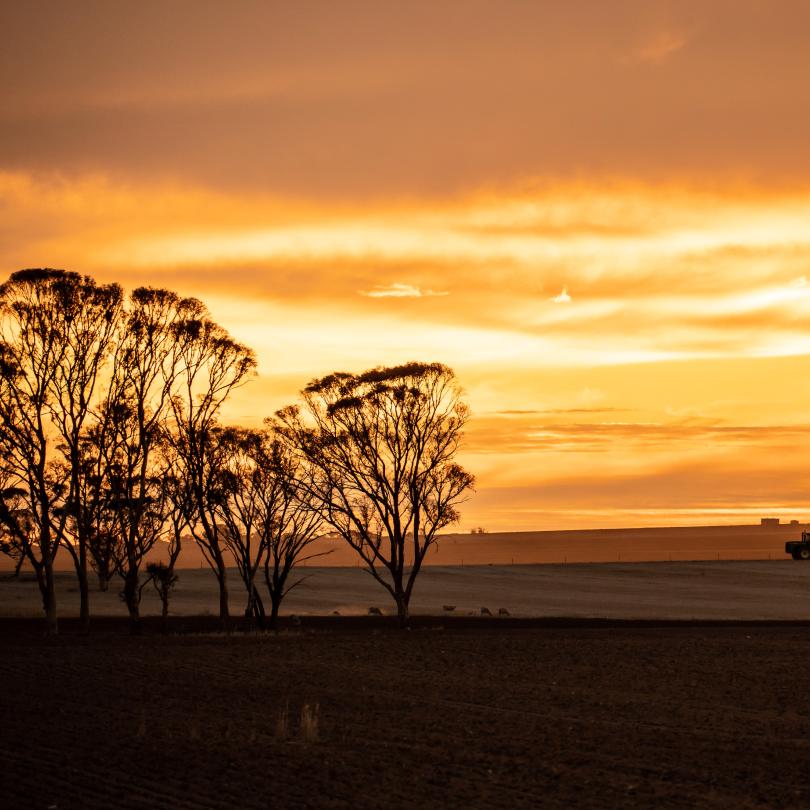 Wheat Belt region