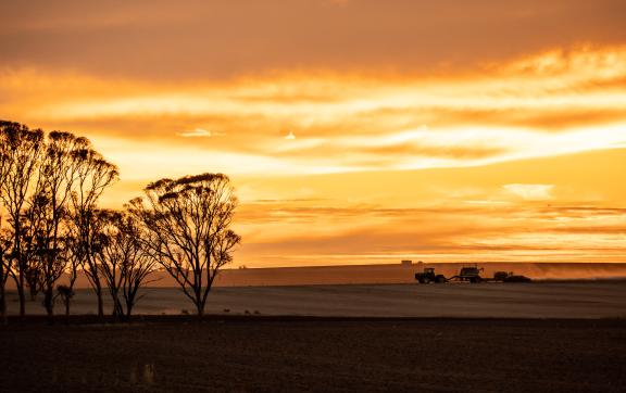Wheat Belt region