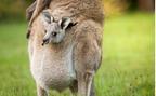 Young kangaroo in its mother's pouch