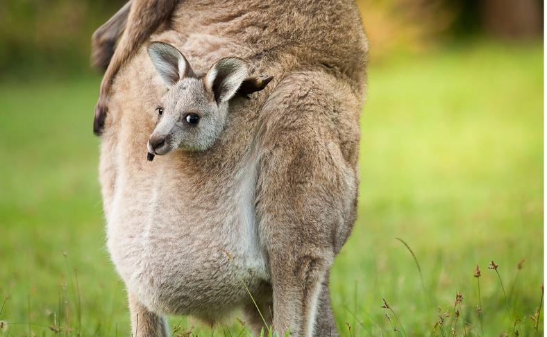 Young kangaroo in its mother's pouch