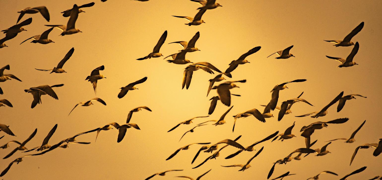 Australia's migration boom: where are our new migrants coming from?