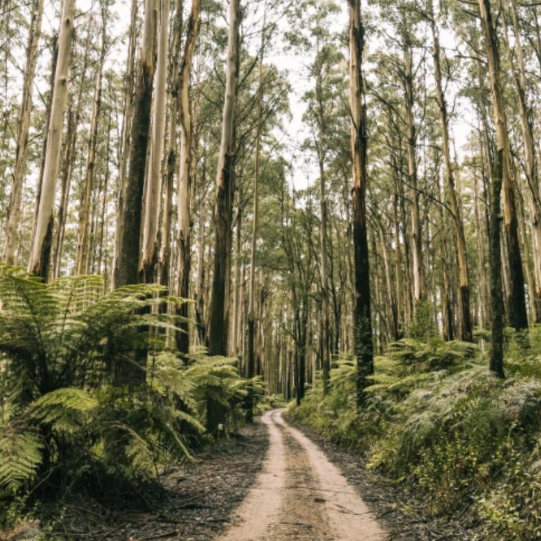 Yarra Ranges: A Single Source of Truth